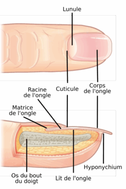 https://commons.wikimedia.org/wiki/File:Finger_Nail_Anatomy_-_FR.svg