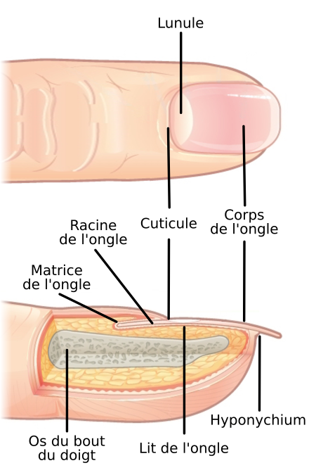 https://commons.wikimedia.org/wiki/File:Finger_Nail_Anatomy_-_FR.svg